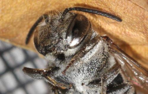 Réf. 209 533 : Coelioxys echinata